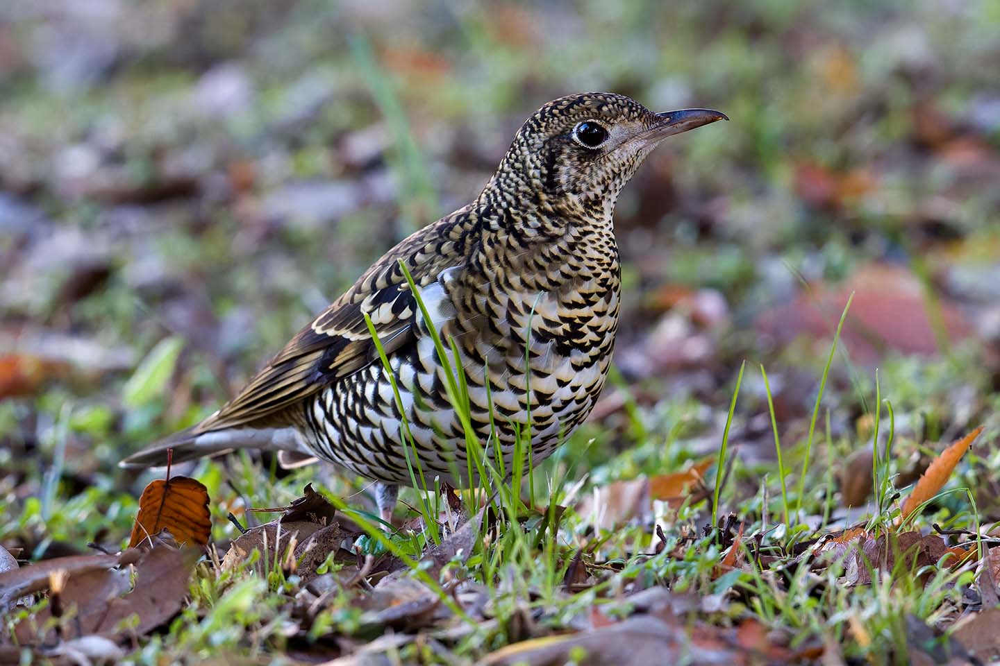 Canon EOS 60D + TAMRON SP 150-600mm F/5-6.3 Di VC USD (A011) and DxO PureRAW 3