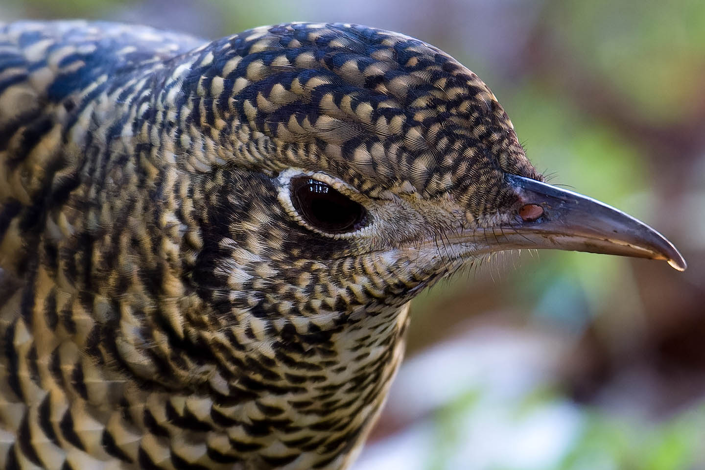 Canon EOS 60D + TAMRON SP 150-600mm F/5-6.3 Di VC USD (A011) and DxO PureRAW 3