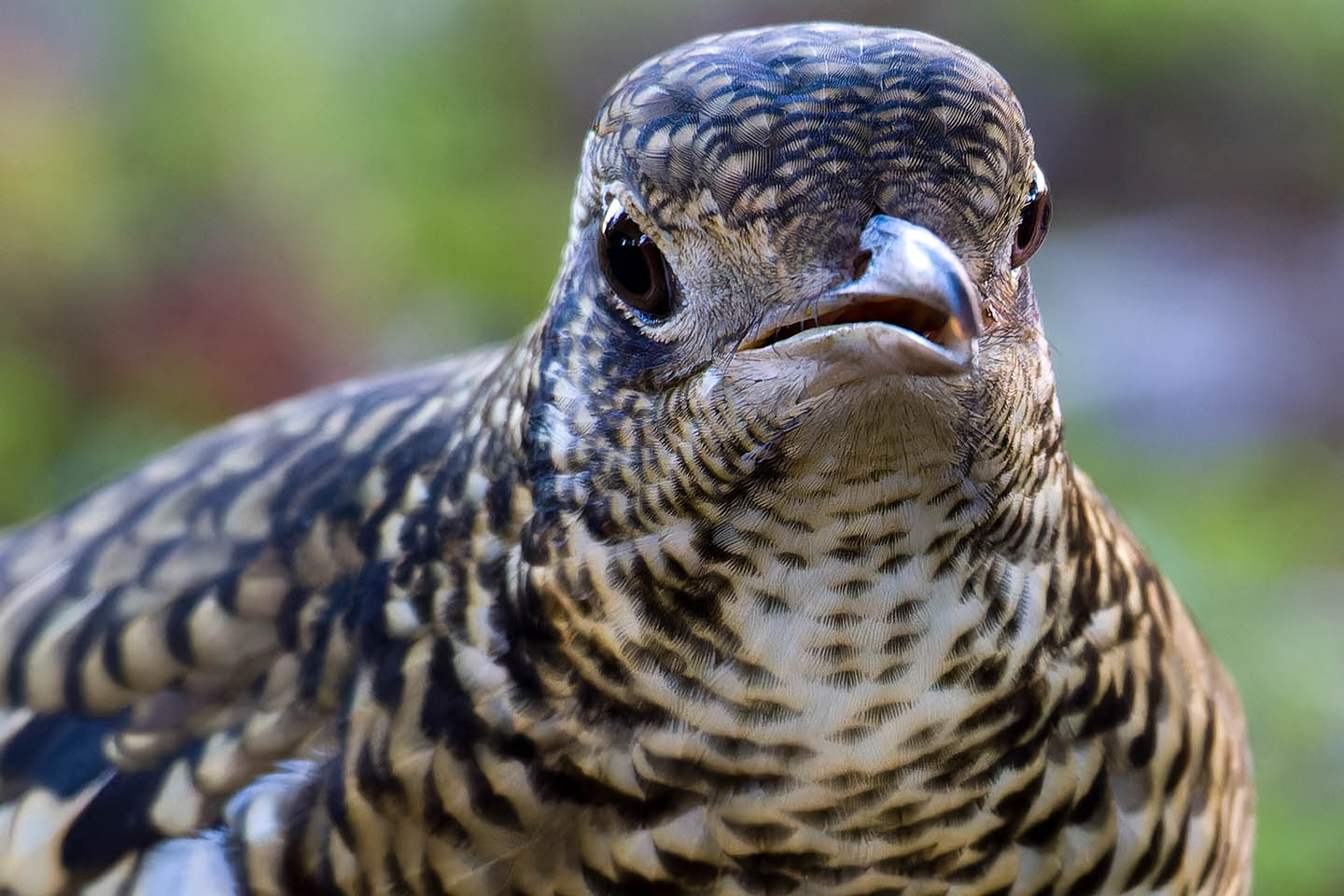 Canon EOS 60D + TAMRON SP 150-600mm F/5-6.3 Di VC USD (A011) and DxO PureRAW 3