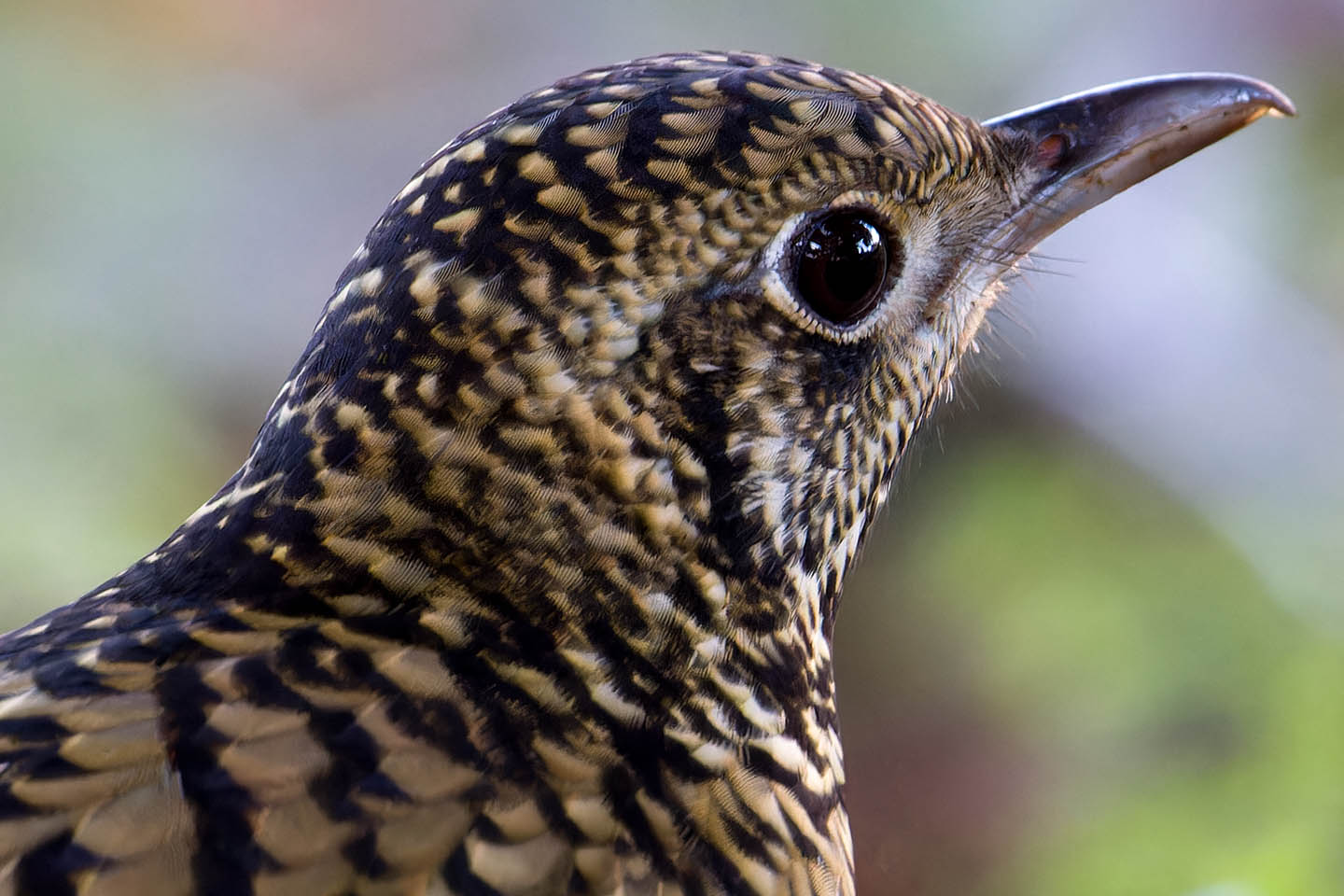 Canon EOS 60D + TAMRON SP 150-600mm F/5-6.3 Di VC USD (A011) and DxO PureRAW 3