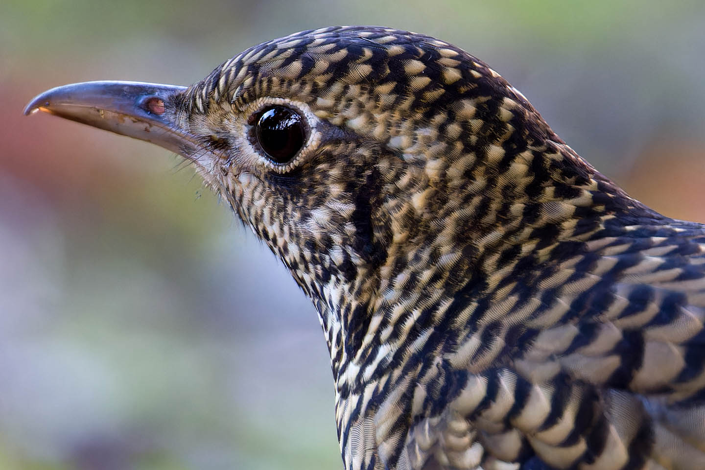 Canon EOS 60D + TAMRON SP 150-600mm F/5-6.3 Di VC USD (A011) and DxO PureRAW 3