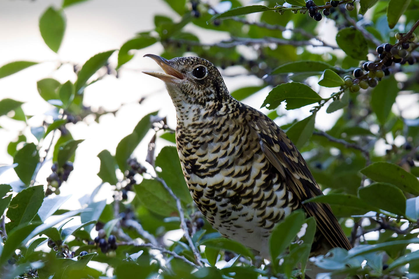 Canon EOS 60D + TAMRON SP 150-600mm F/5-6.3 Di VC USD (A011) and DxO PureRAW 3