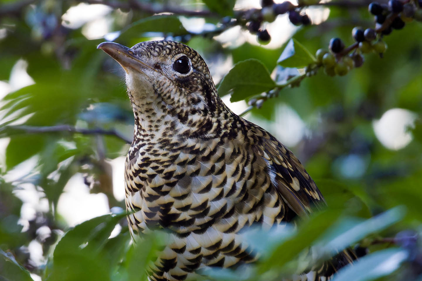 Canon EOS 60D + TAMRON SP 150-600mm F/5-6.3 Di VC USD (A011) and DxO PureRAW 3