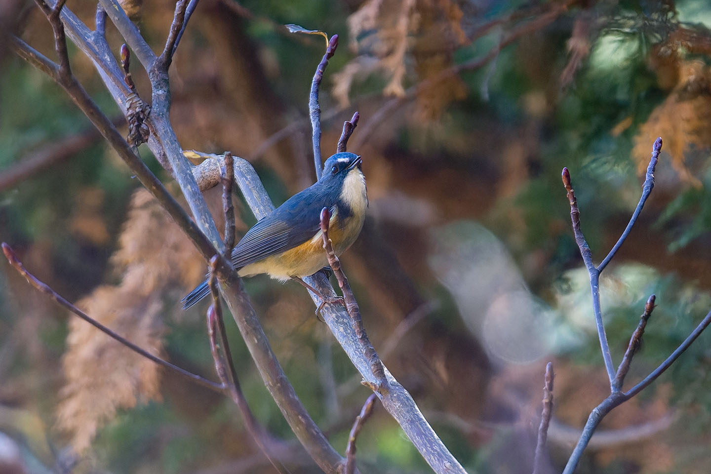 Canon EOS 60D + TAMRON SP 150-600mm F/5-6.3 Di VC USD (A011) and DxO PureRAW 3