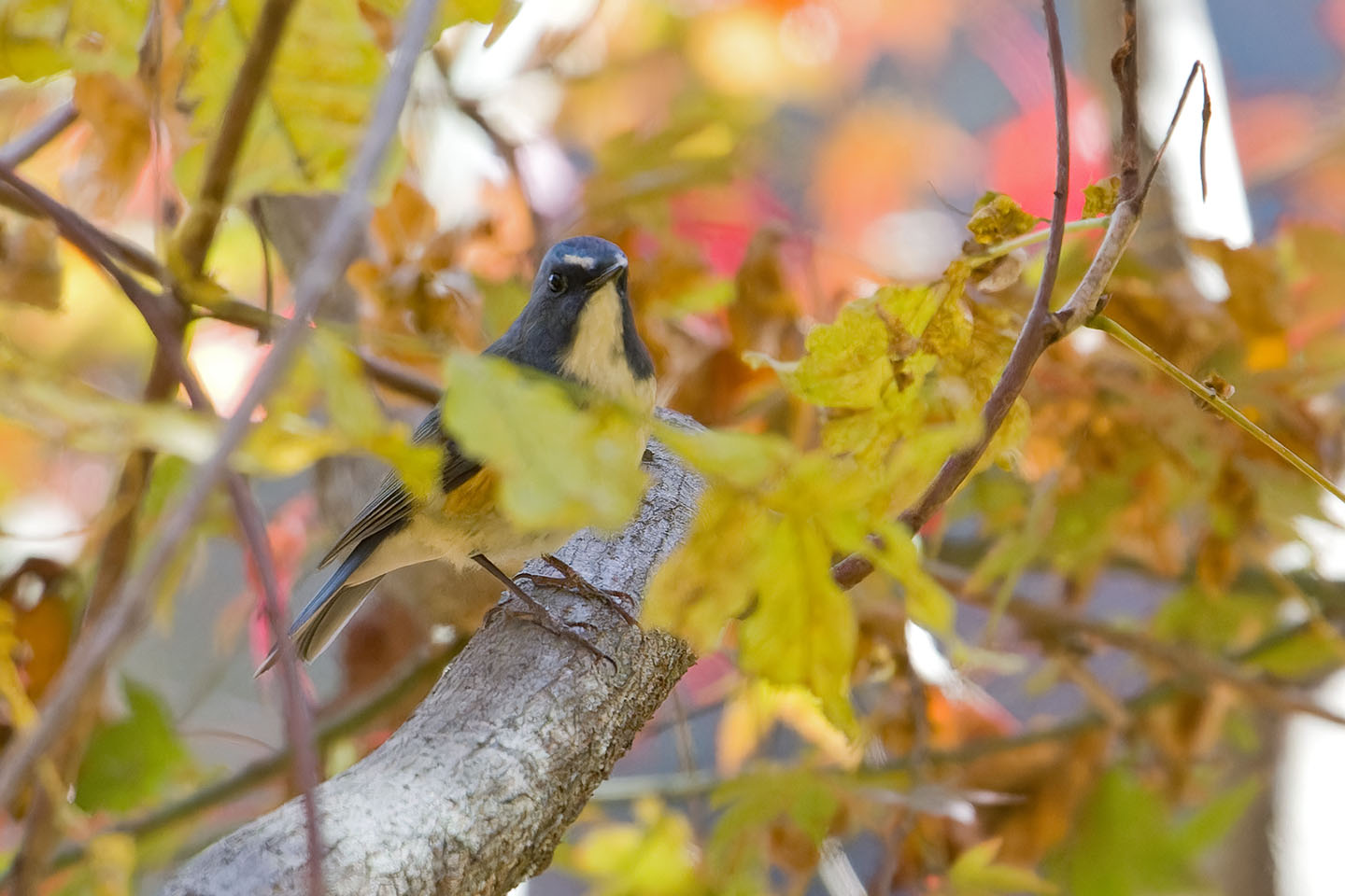 Canon EOS 60D + TAMRON SP 150-600mm F/5-6.3 Di VC USD (A011) and DxO PureRAW 3