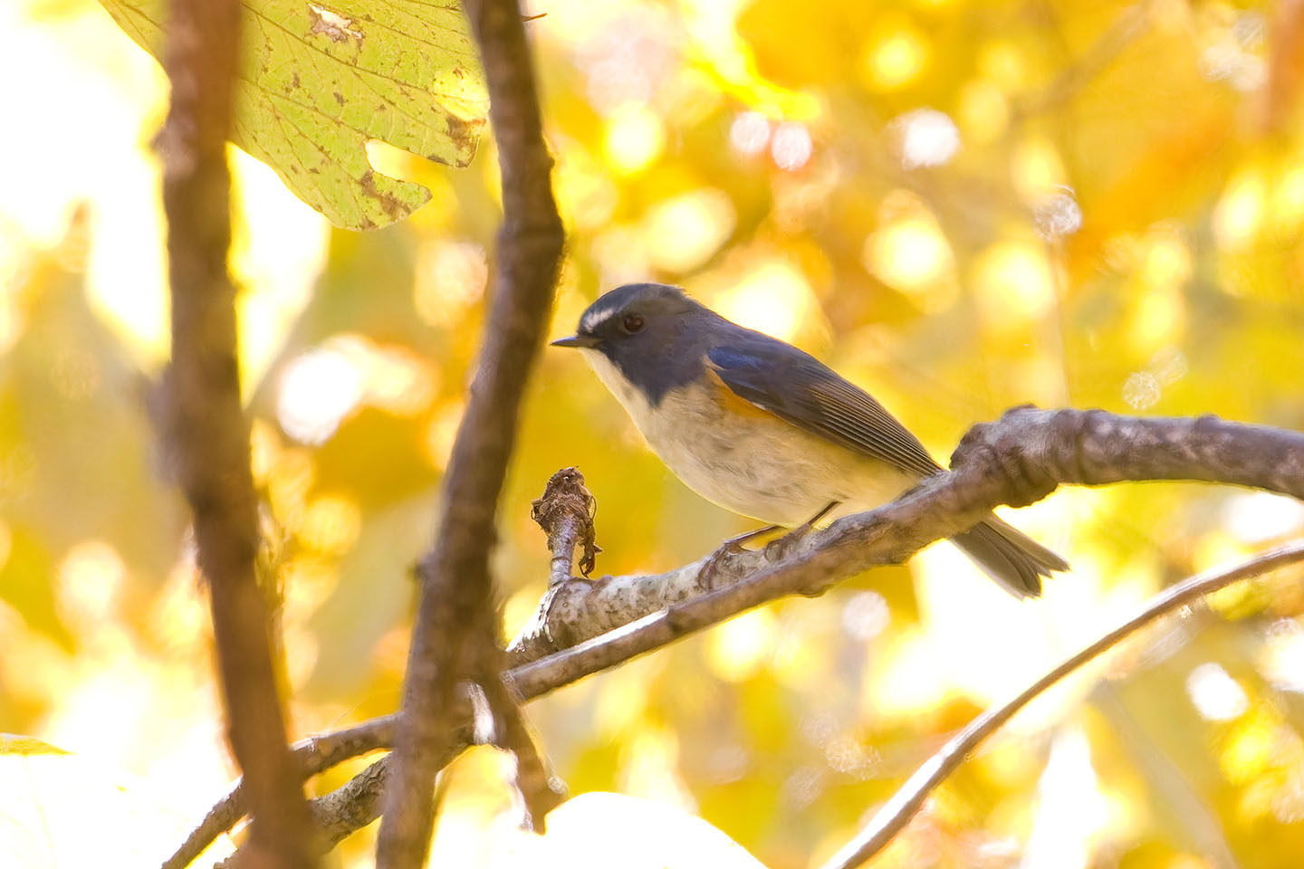 Canon EOS 60D + TAMRON SP 150-600mm F/5-6.3 Di VC USD (A011) and DxO PureRAW 3