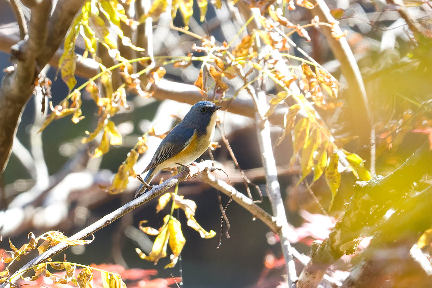 Canon EOS 60D + TAMRON SP 150-600mm F/5-6.3 Di VC USD (A011) and DxO PureRAW 3