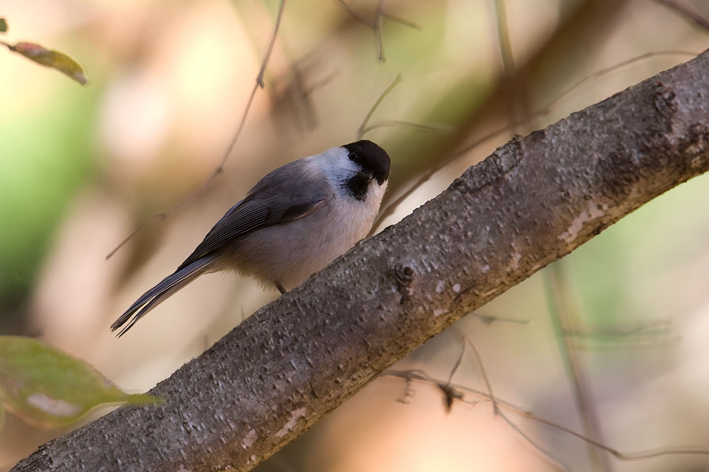 Canon EOS 60D + TAMRON SP 150-600mm F/5-6.3 Di VC USD (A011) and DxO PureRAW 3