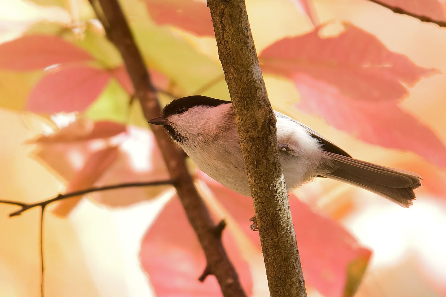 Canon EOS 60D + TAMRON SP 150-600mm F/5-6.3 Di VC USD (A011) and DxO PureRAW 3