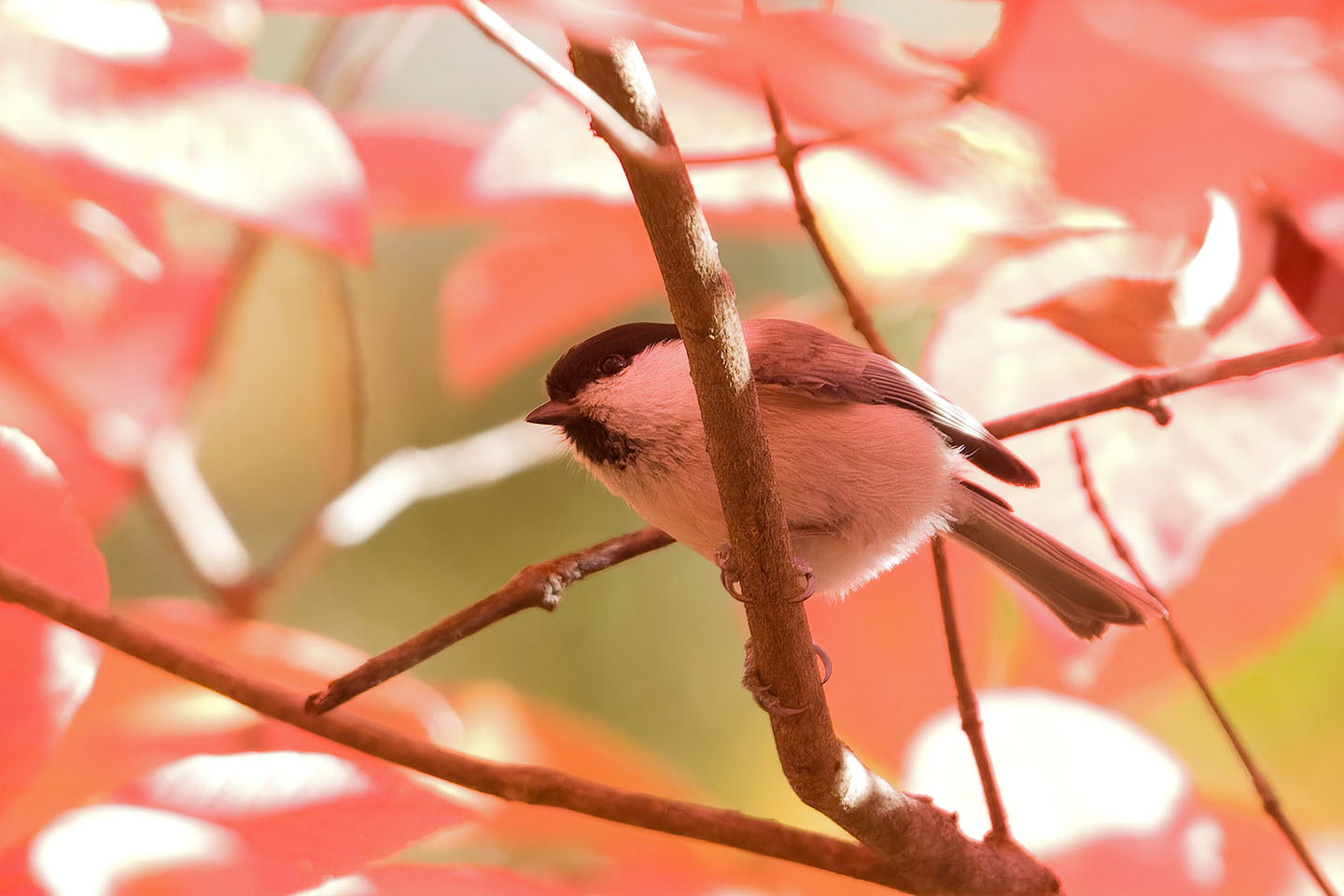 Canon EOS 60D + TAMRON SP 150-600mm F/5-6.3 Di VC USD (A011) and DxO PureRAW 3