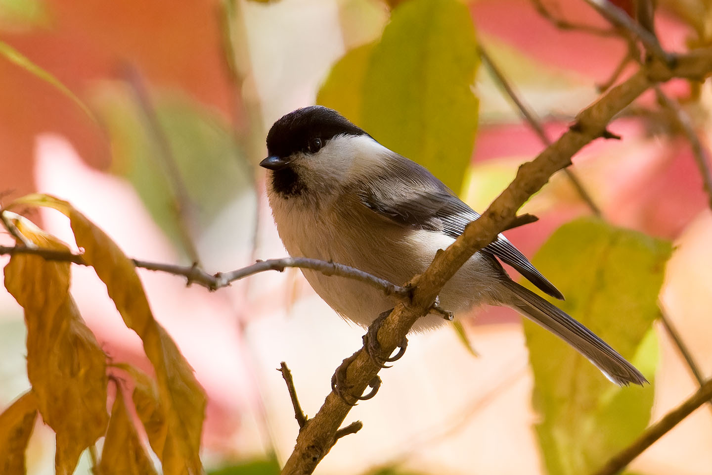 Canon EOS 60D + TAMRON SP 150-600mm F/5-6.3 Di VC USD (A011) and DxO PureRAW 3