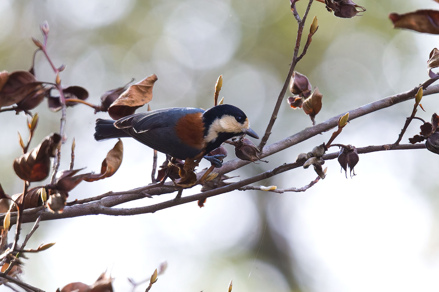 Canon EOS 60D + TAMRON SP 150-600mm F/5-6.3 Di VC USD (A011) and DxO PureRAW 3