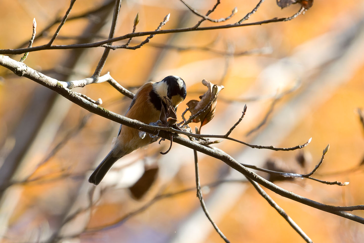 Canon EOS 60D + TAMRON SP 150-600mm F/5-6.3 Di VC USD (A011) and DxO PureRAW 3