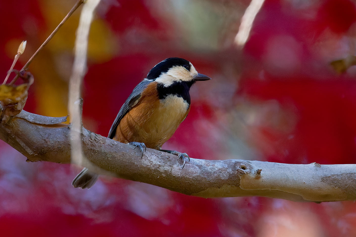 Canon EOS 60D + TAMRON SP 150-600mm F/5-6.3 Di VC USD (A011) and DxO PureRAW 3