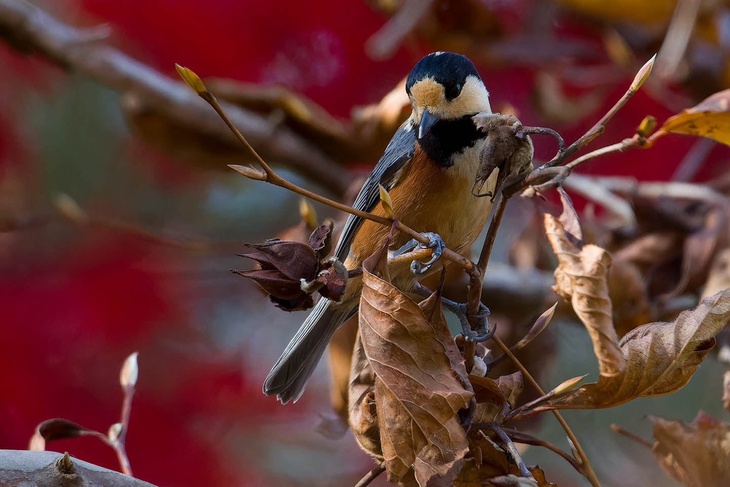 Canon EOS 60D + TAMRON SP 150-600mm F/5-6.3 Di VC USD (A011) and DxO PureRAW 3