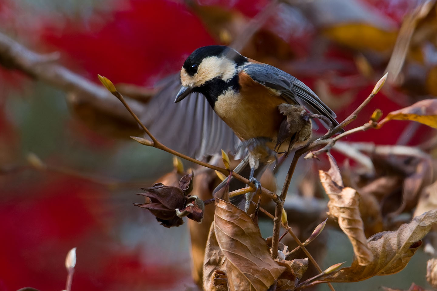 Canon EOS 60D + TAMRON SP 150-600mm F/5-6.3 Di VC USD (A011) and DxO PureRAW 3