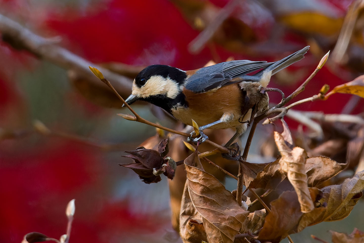 Canon EOS 60D + TAMRON SP 150-600mm F/5-6.3 Di VC USD (A011) and DxO PureRAW 3
