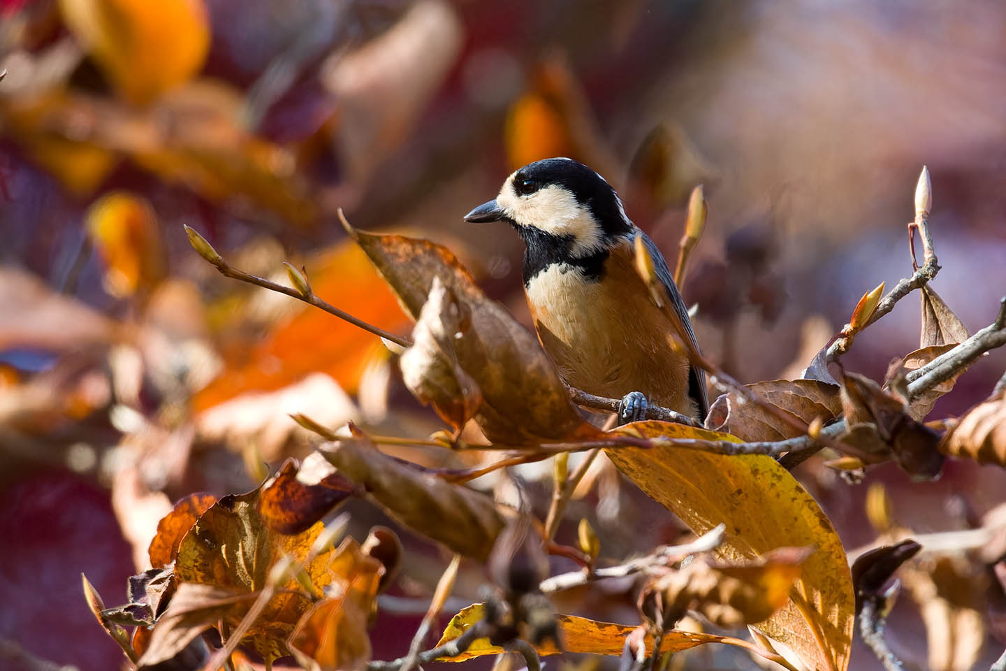 Canon EOS 60D + TAMRON SP 150-600mm F/5-6.3 Di VC USD (A011) and DxO PureRAW 3