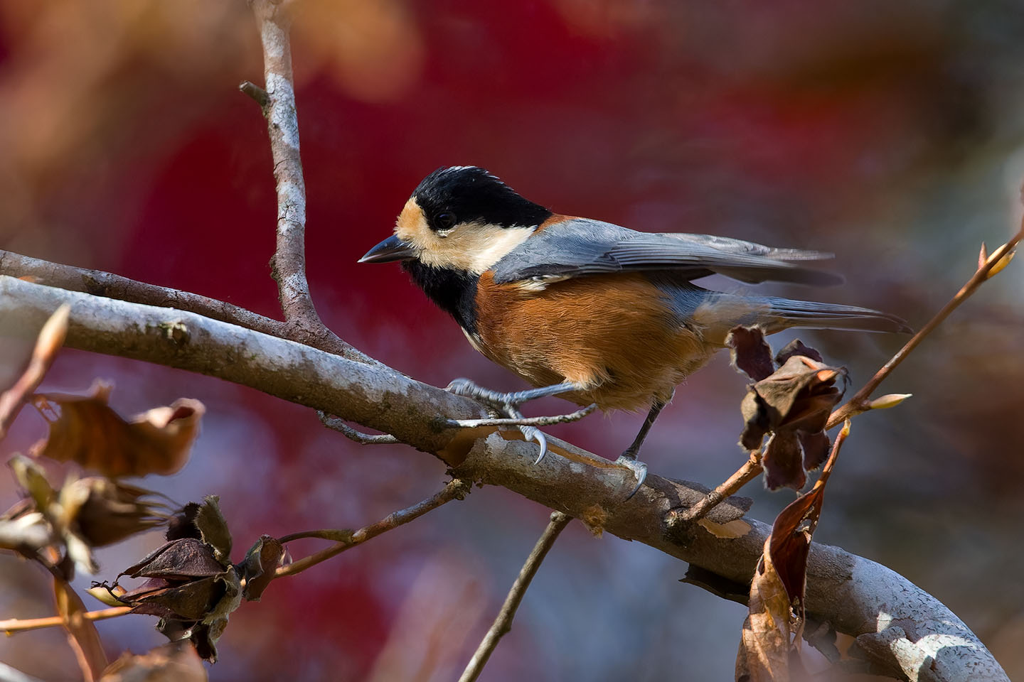 Canon EOS 60D + TAMRON SP 150-600mm F/5-6.3 Di VC USD (A011) and DxO PureRAW 3