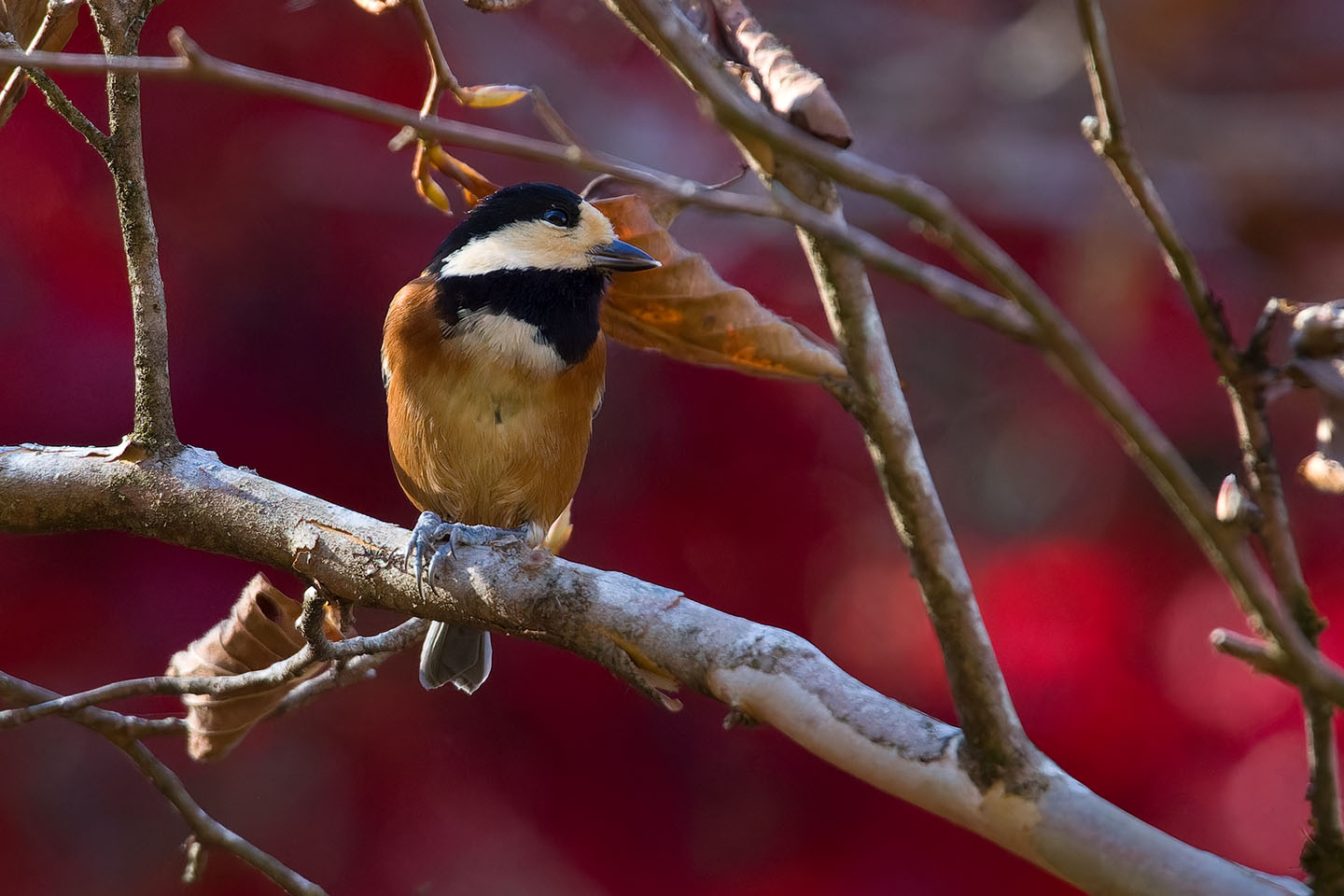 Canon EOS 60D + TAMRON SP 150-600mm F/5-6.3 Di VC USD (A011) and DxO PureRAW 3