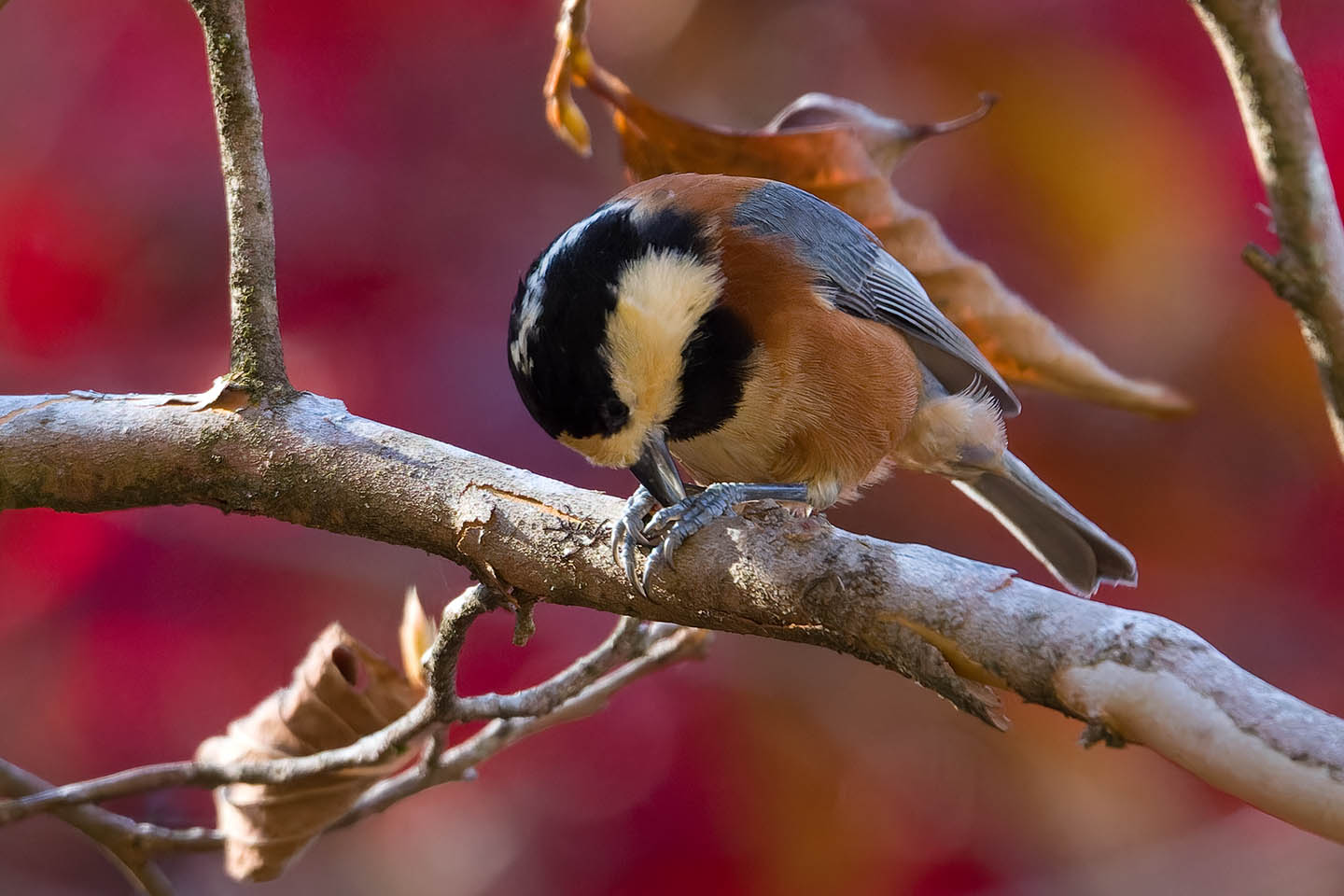 Canon EOS 60D + TAMRON SP 150-600mm F/5-6.3 Di VC USD (A011) and DxO PureRAW 3