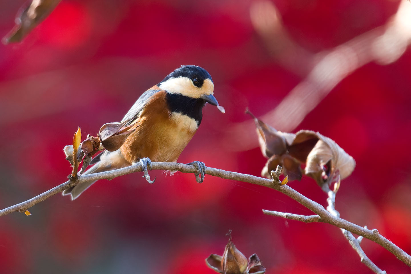 Canon EOS 60D + TAMRON SP 150-600mm F/5-6.3 Di VC USD (A011) and DxO PureRAW 3