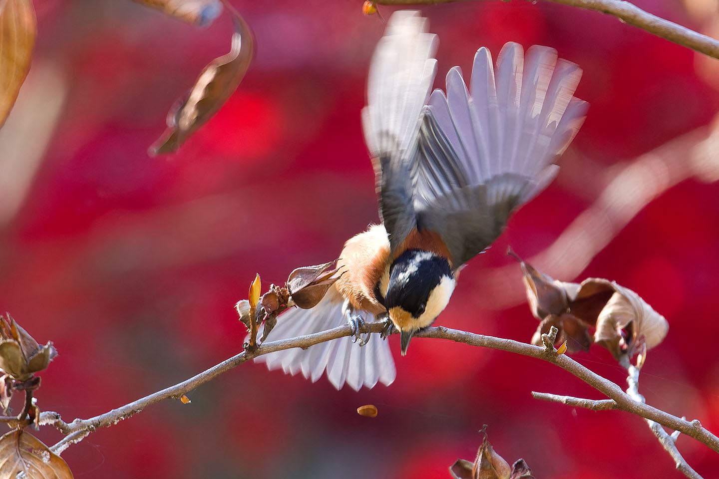 Canon EOS 60D + TAMRON SP 150-600mm F/5-6.3 Di VC USD (A011) and DxO PureRAW 3