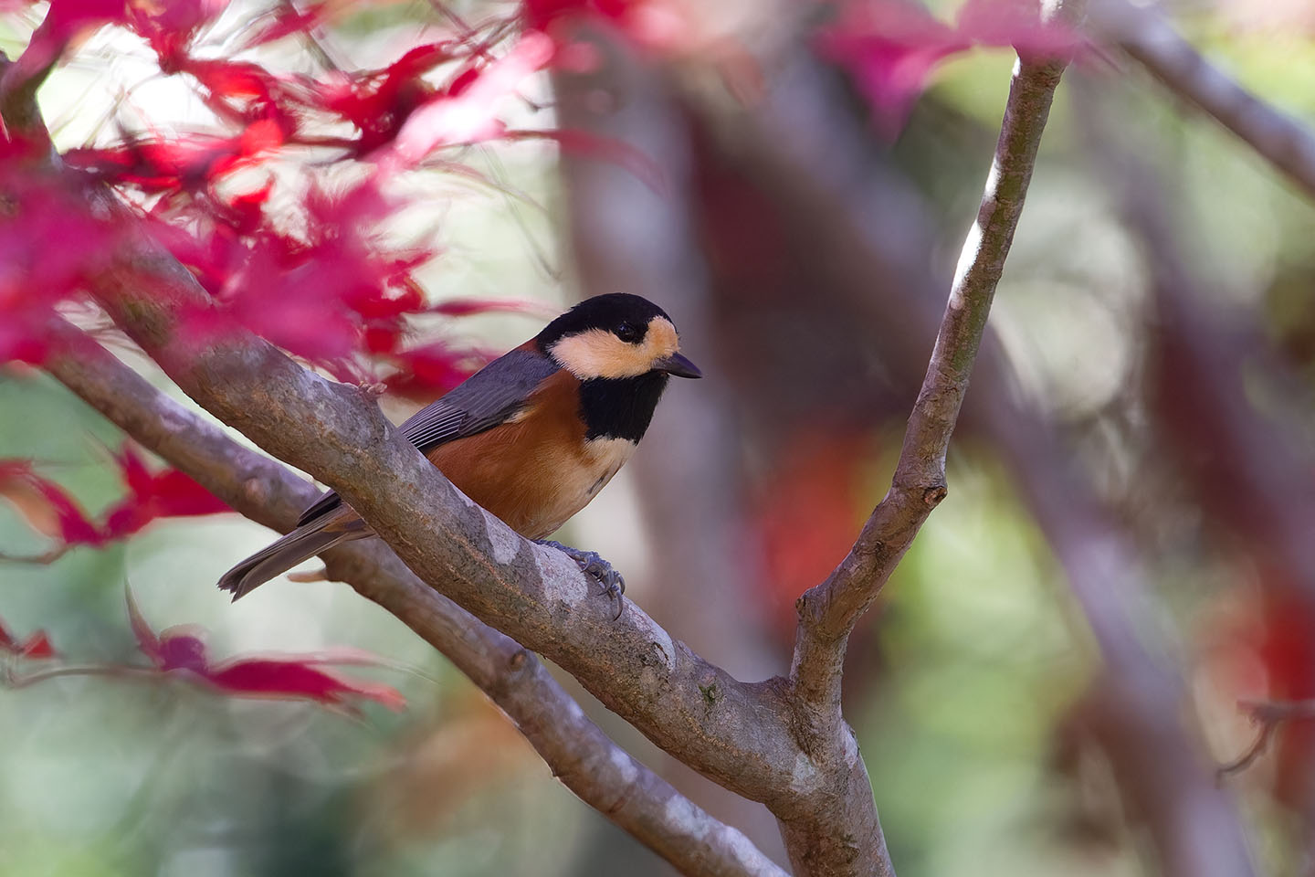 Canon EOS 60D + TAMRON SP 150-600mm F/5-6.3 Di VC USD (A011) and DxO PureRAW 3