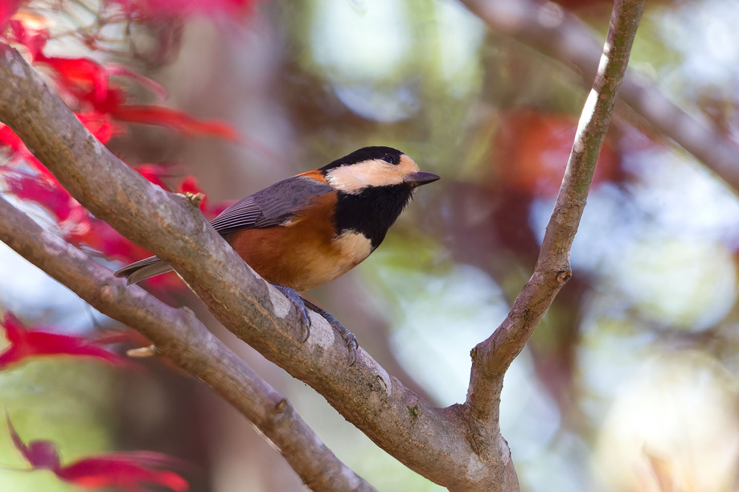 Canon EOS 60D + TAMRON SP 150-600mm F/5-6.3 Di VC USD (A011) and DxO PureRAW 3