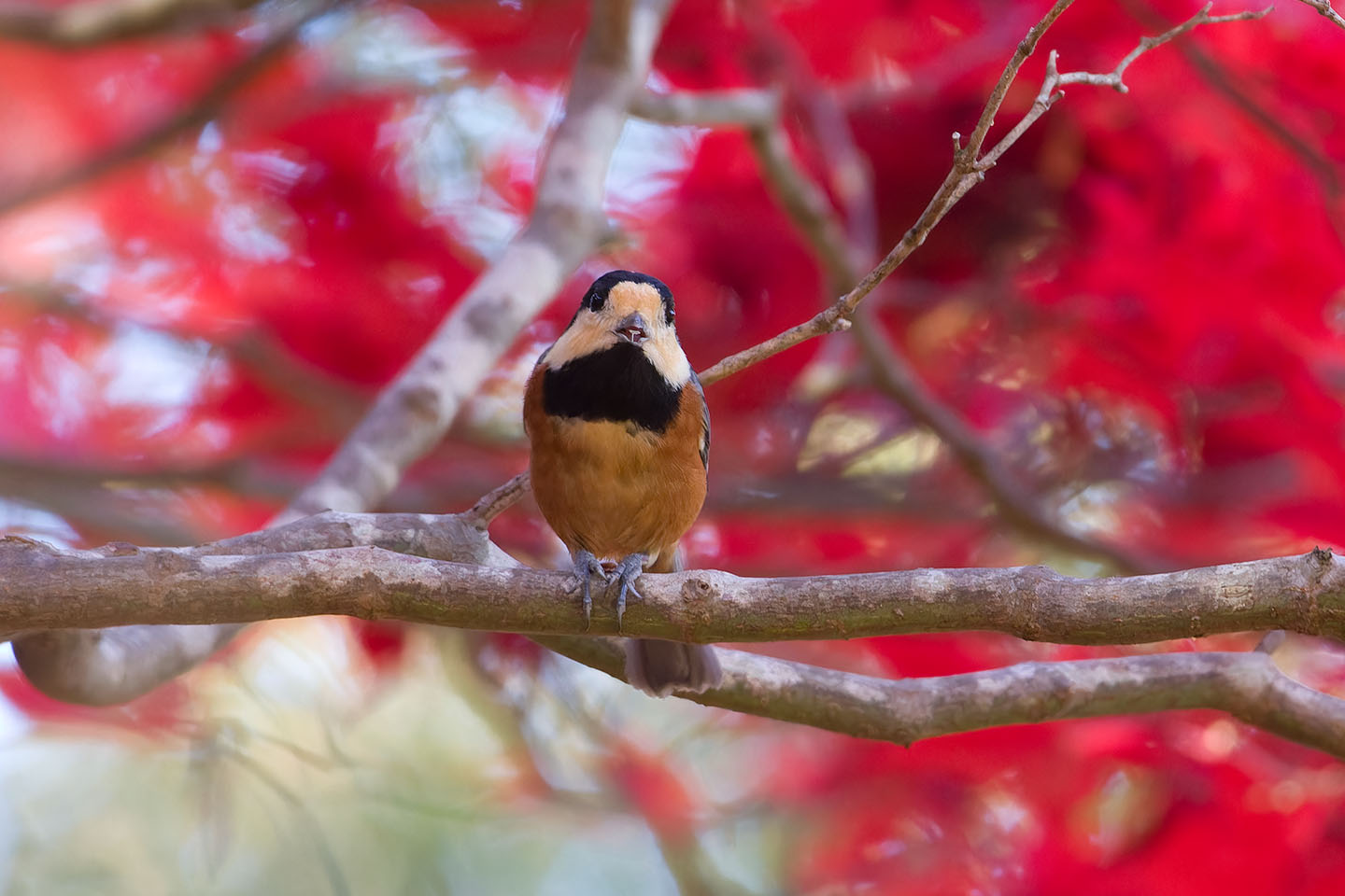 Canon EOS 60D + TAMRON SP 150-600mm F/5-6.3 Di VC USD (A011) and DxO PureRAW 3