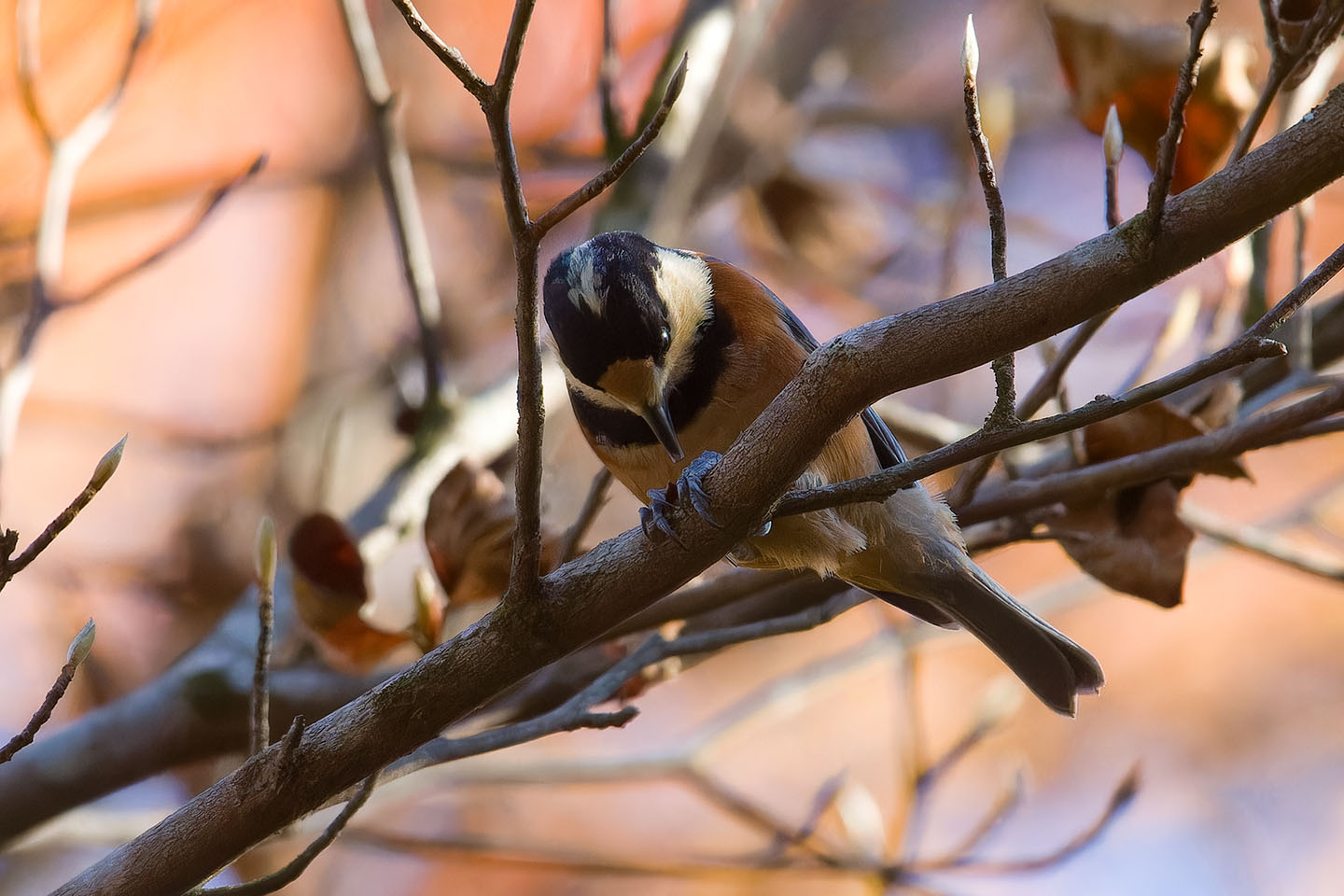 Canon EOS 60D + TAMRON SP 150-600mm F/5-6.3 Di VC USD (A011) and DxO PureRAW 3