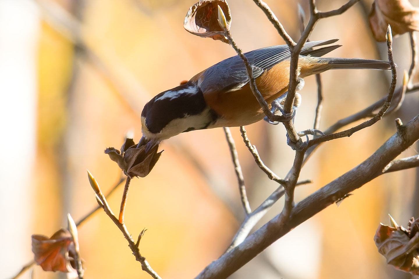 Canon EOS 60D + TAMRON SP 150-600mm F/5-6.3 Di VC USD (A011) and DxO PureRAW 3