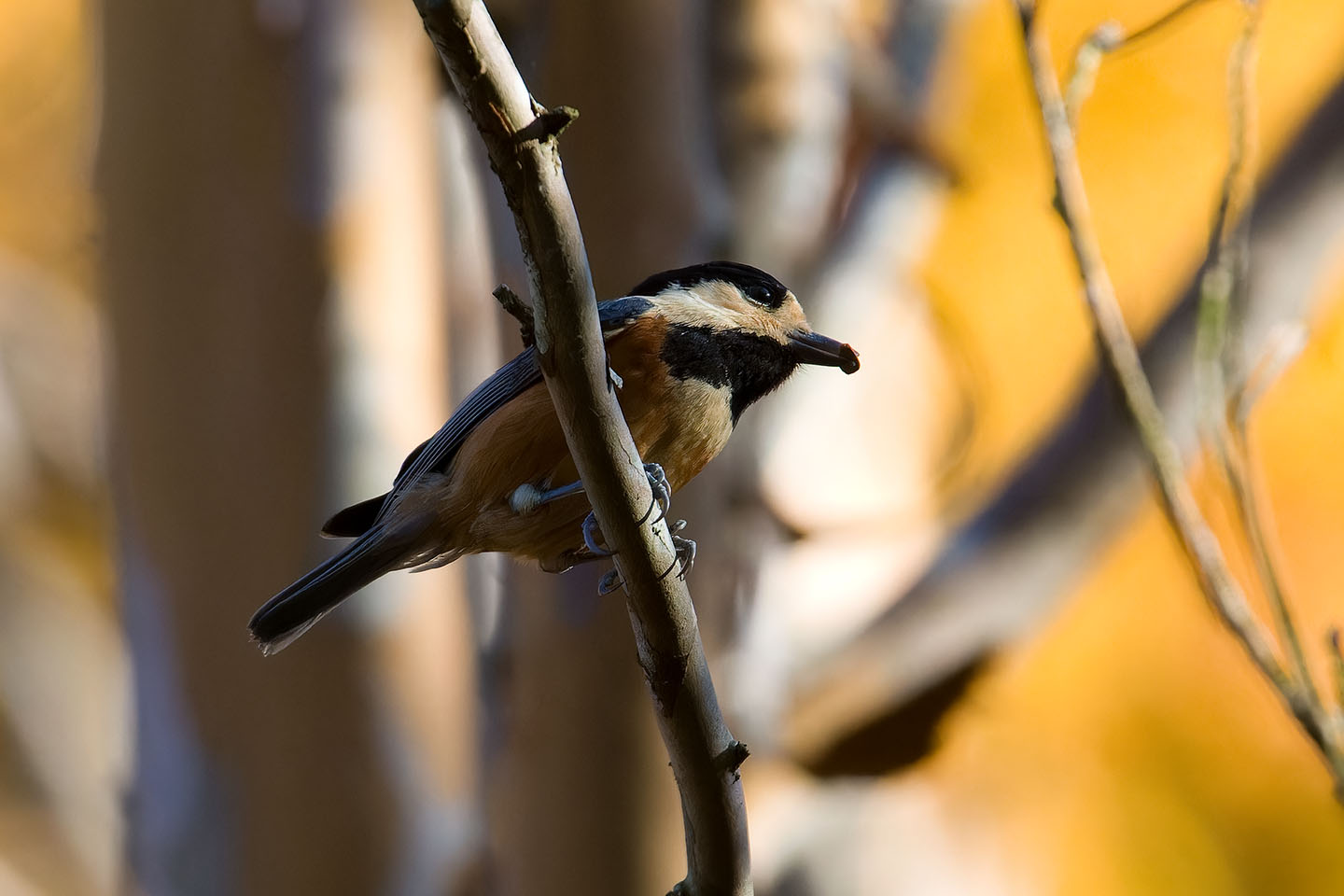 Canon EOS 60D + TAMRON SP 150-600mm F/5-6.3 Di VC USD (A011) and DxO PureRAW 3