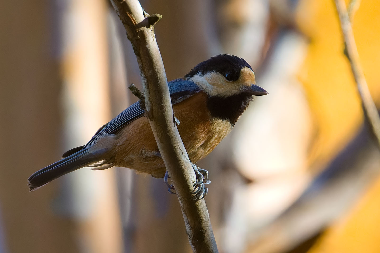 Canon EOS 60D + TAMRON SP 150-600mm F/5-6.3 Di VC USD (A011) and DxO PureRAW 3