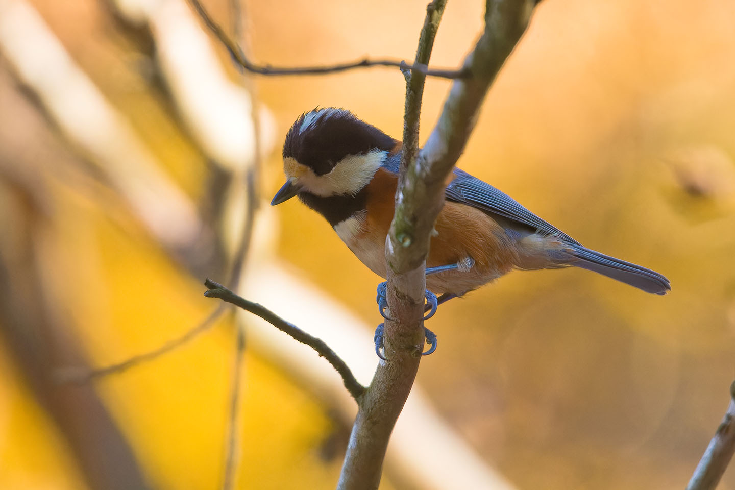 Canon EOS 60D + TAMRON SP 150-600mm F/5-6.3 Di VC USD (A011) and DxO PureRAW 3