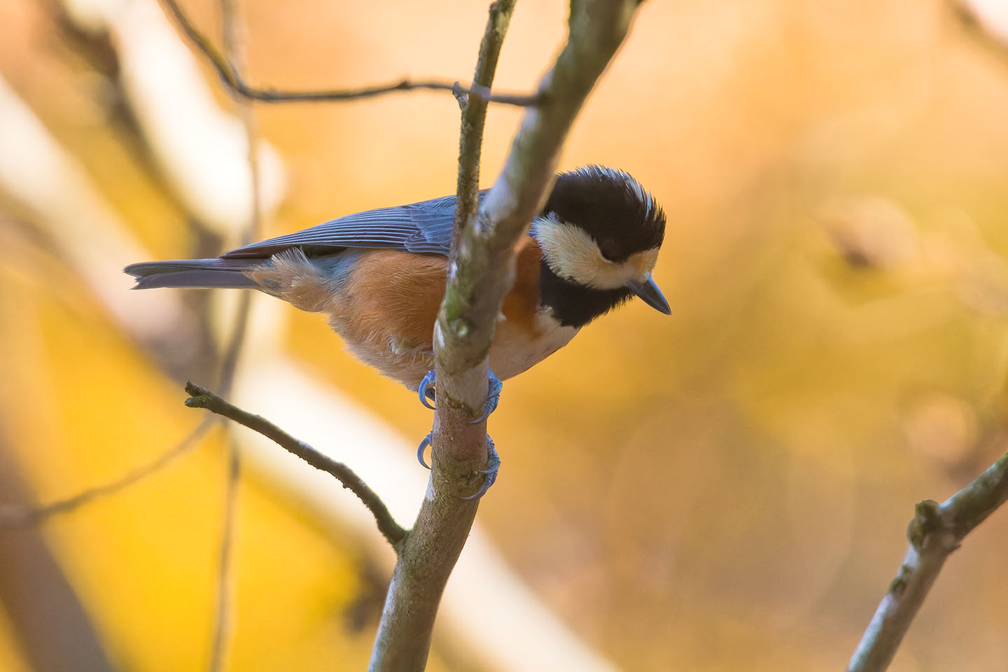 Canon EOS 60D + TAMRON SP 150-600mm F/5-6.3 Di VC USD (A011) and DxO PureRAW 3