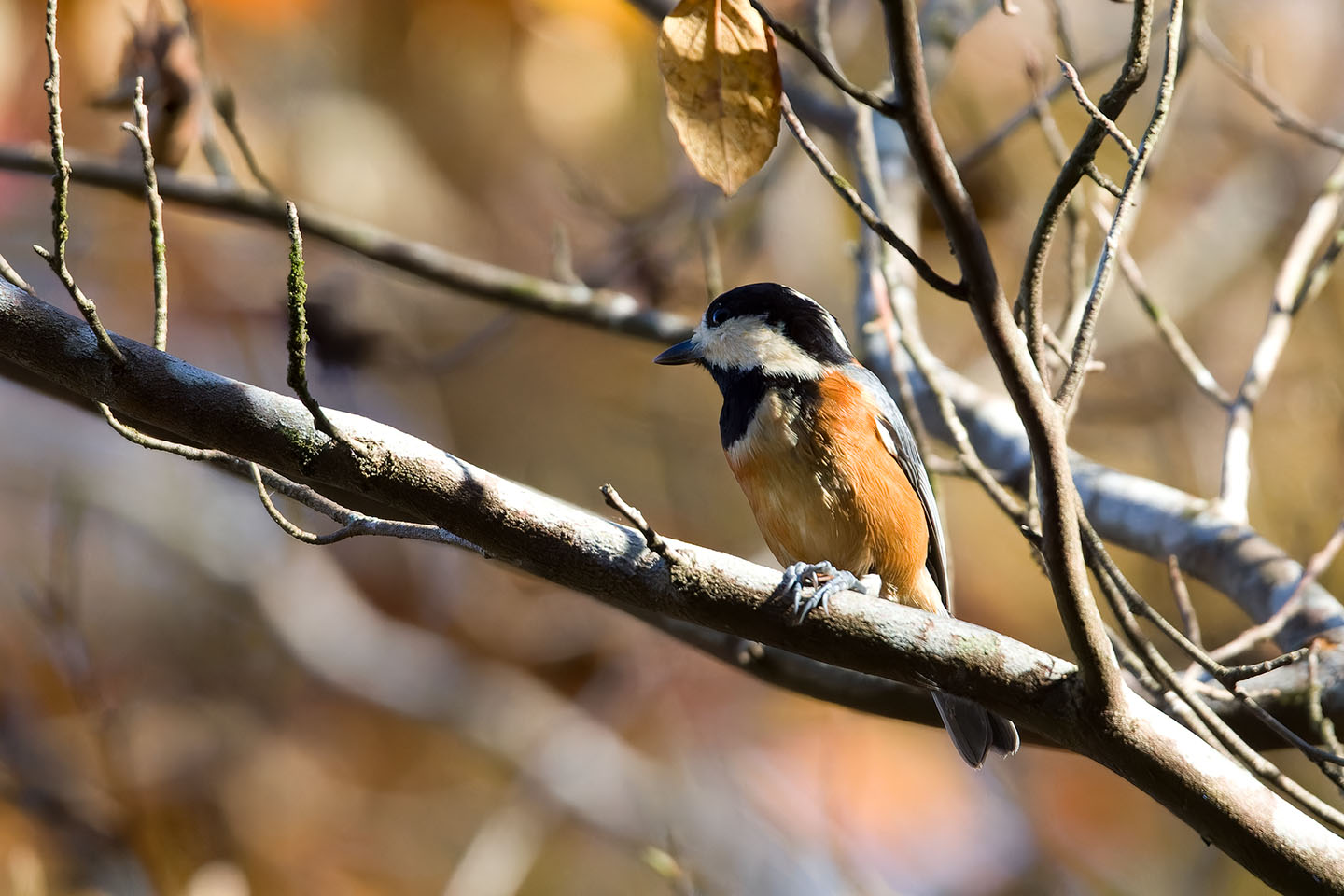 Canon EOS 60D + TAMRON SP 150-600mm F/5-6.3 Di VC USD (A011) and DxO PureRAW 3