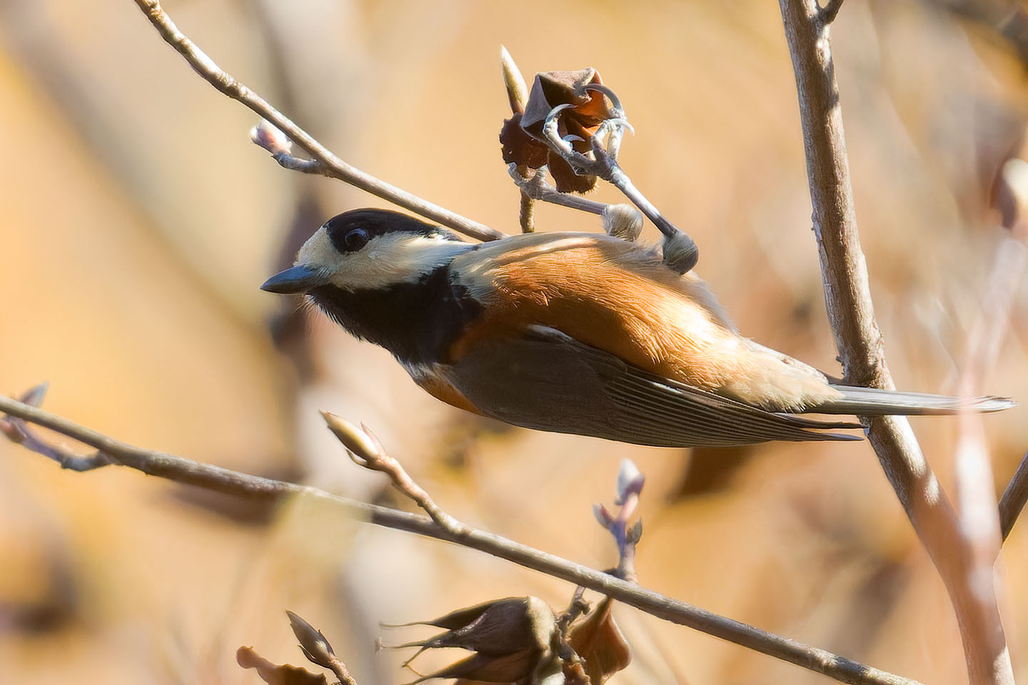 Canon EOS 60D + TAMRON SP 150-600mm F/5-6.3 Di VC USD (A011) and DxO PureRAW 3