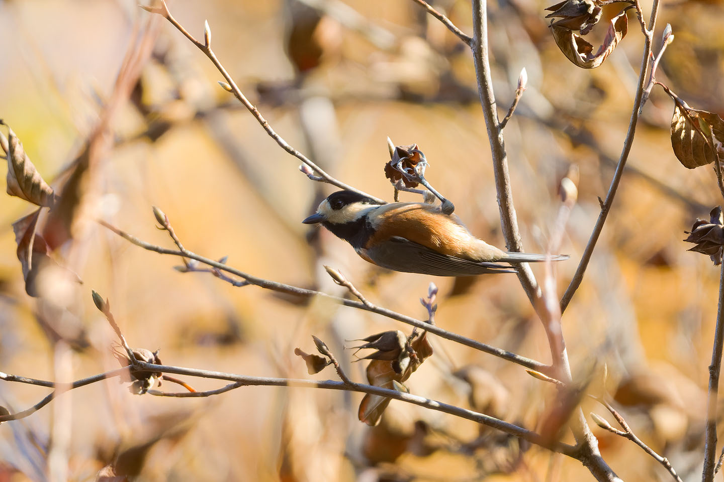 Canon EOS 60D + TAMRON SP 150-600mm F/5-6.3 Di VC USD (A011) and DxO PureRAW 3