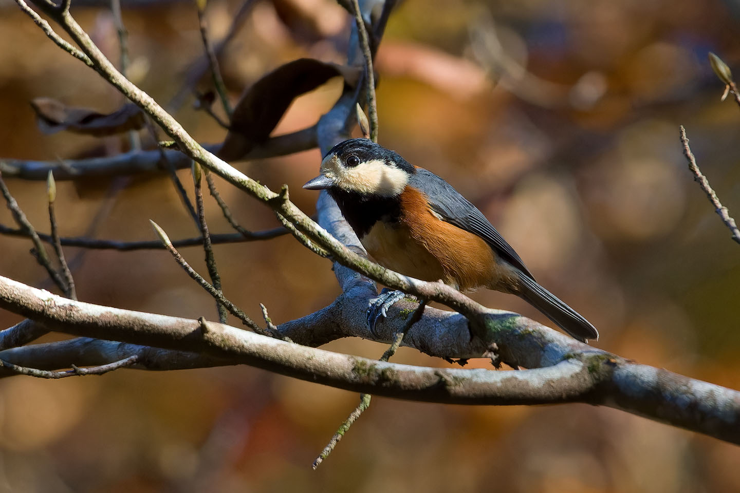 Canon EOS 60D + TAMRON SP 150-600mm F/5-6.3 Di VC USD (A011) and DxO PureRAW 3
