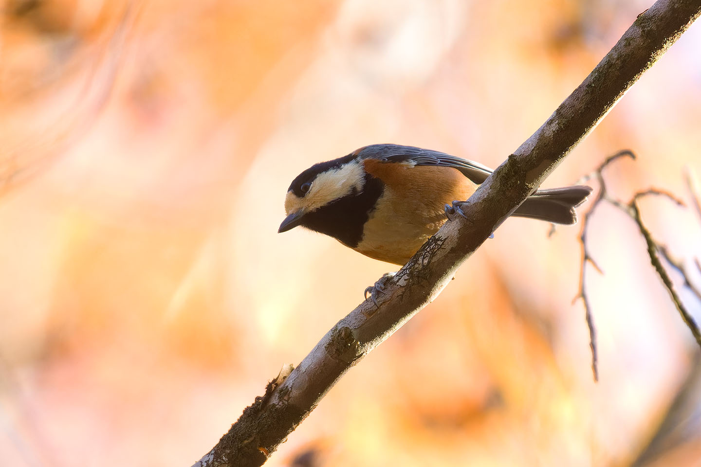 Canon EOS 60D + TAMRON SP 150-600mm F/5-6.3 Di VC USD (A011) and DxO PureRAW 3