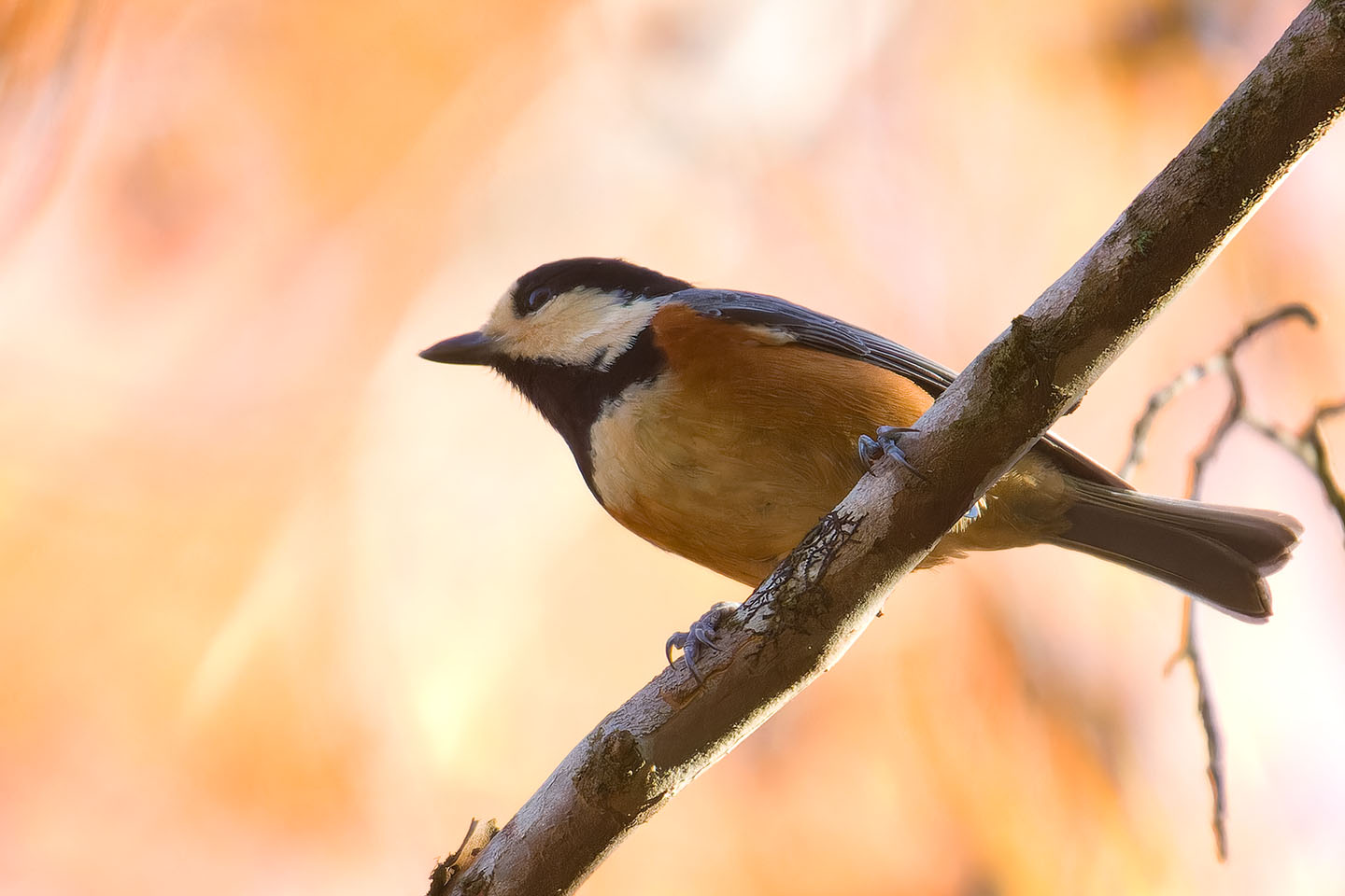 Canon EOS 60D + TAMRON SP 150-600mm F/5-6.3 Di VC USD (A011) and DxO PureRAW 3