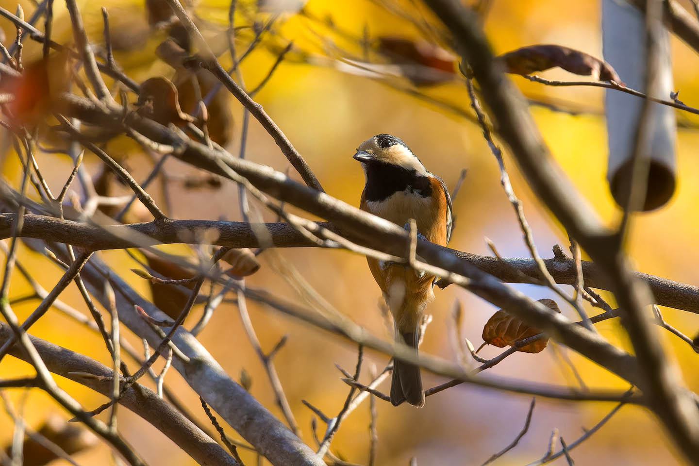 Canon EOS 60D + TAMRON SP 150-600mm F/5-6.3 Di VC USD (A011) and DxO PureRAW 3