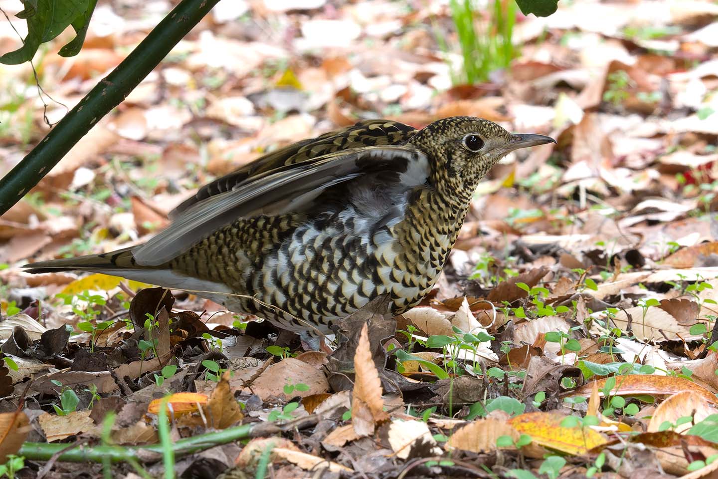 Canon EOS 60D + TAMRON SP 150-600mm F/5-6.3 Di VC USD (A011) and DxO PureRAW 3