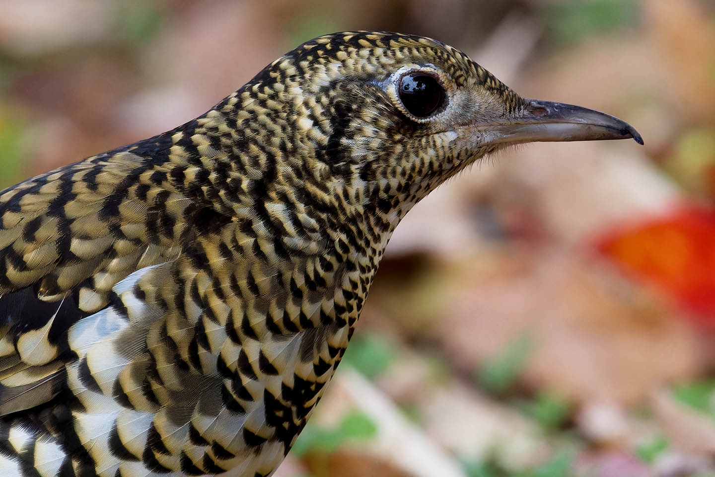 Canon EOS 60D + TAMRON SP 150-600mm F/5-6.3 Di VC USD (A011) and DxO PureRAW 3