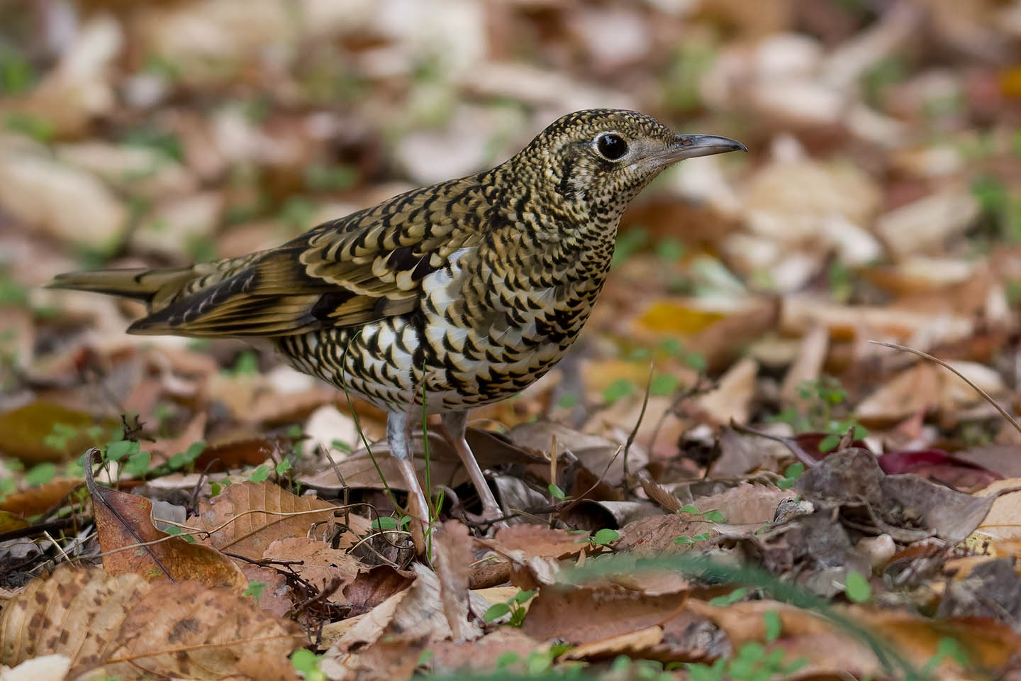 Canon EOS 60D + TAMRON SP 150-600mm F/5-6.3 Di VC USD (A011) and DxO PureRAW 3