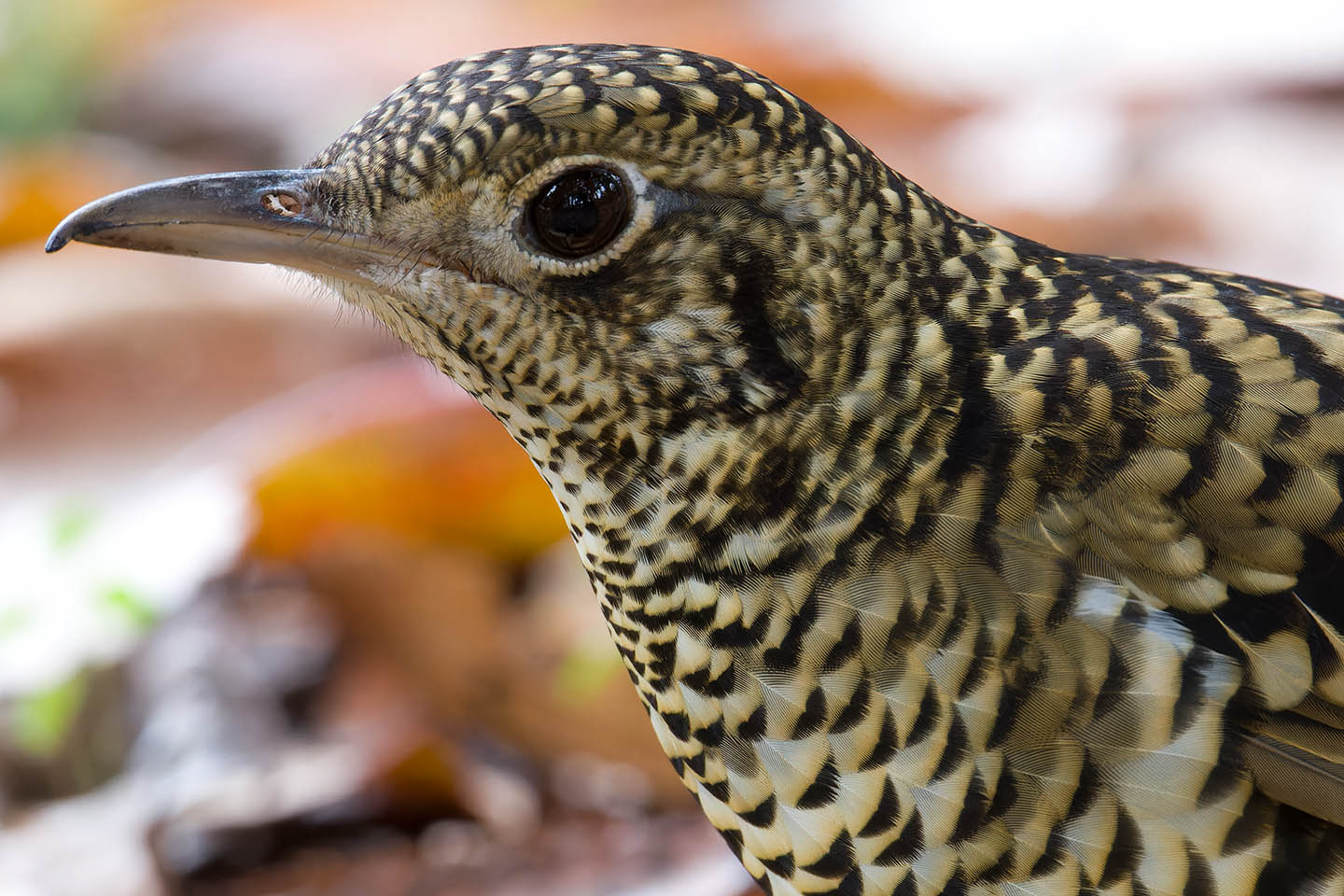 Canon EOS 60D + TAMRON SP 150-600mm F/5-6.3 Di VC USD (A011) and DxO PureRAW 3