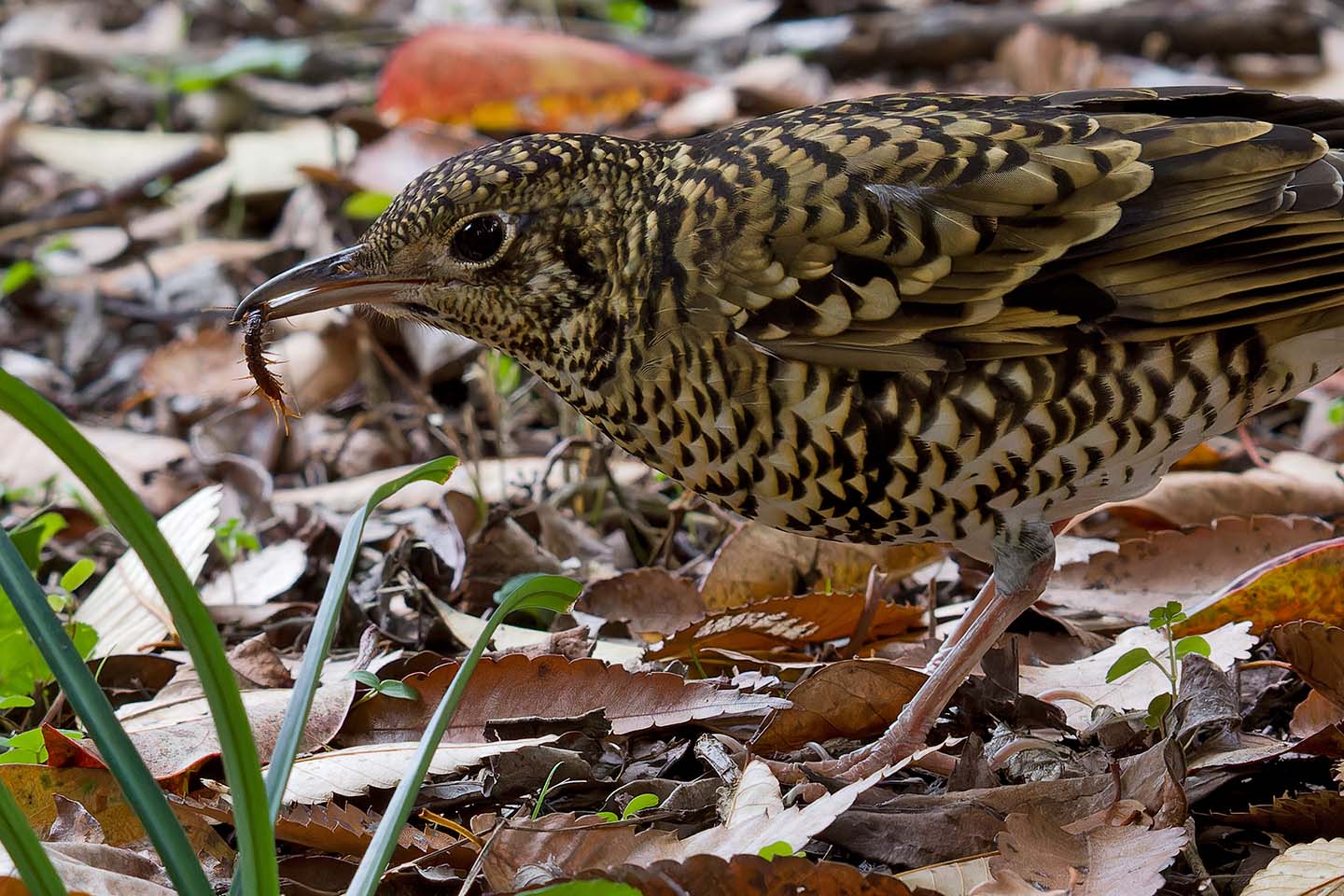 Canon EOS 60D + TAMRON SP 150-600mm F/5-6.3 Di VC USD (A011) and DxO PureRAW 3