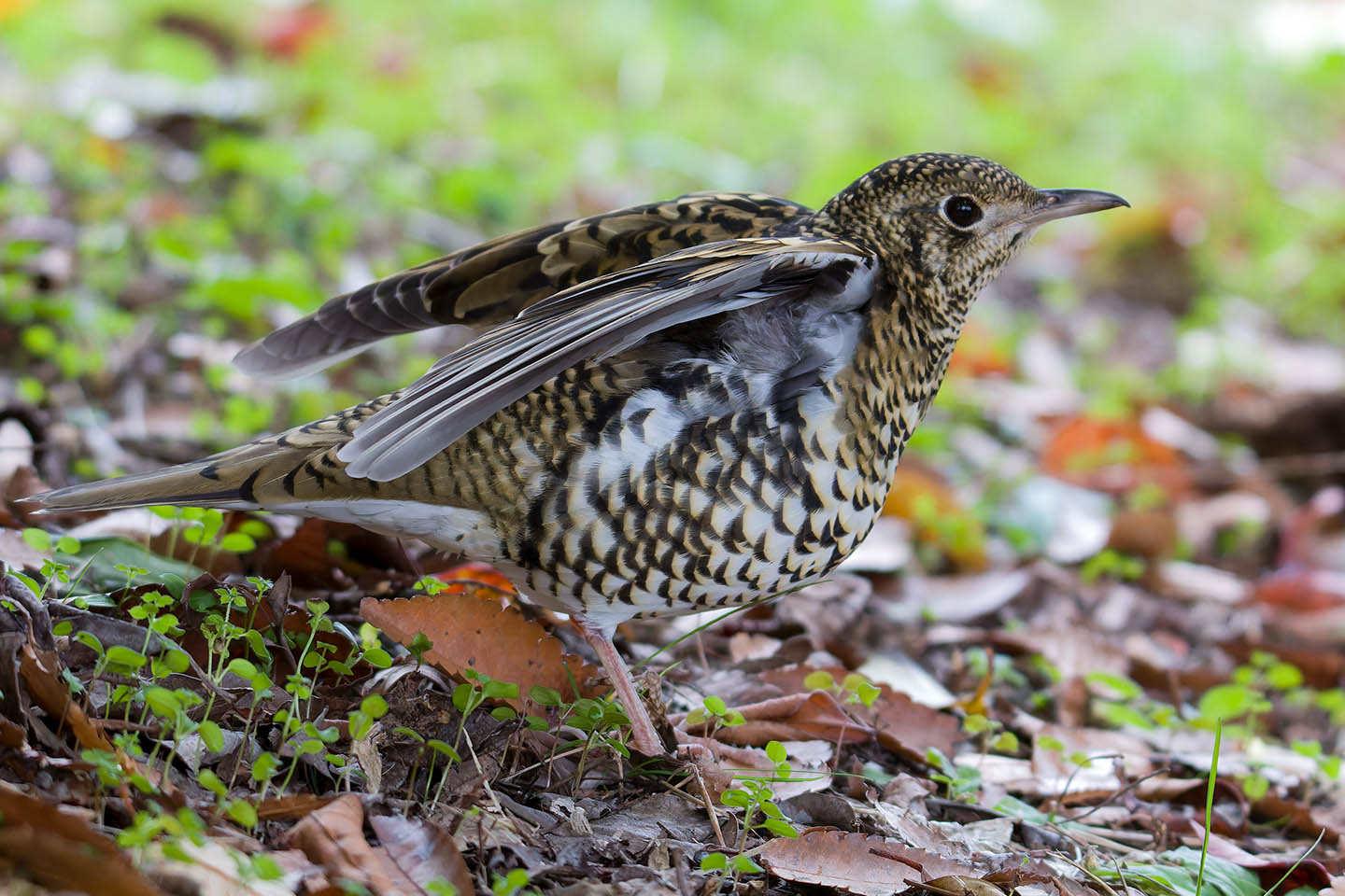 Canon EOS 60D + TAMRON SP 150-600mm F/5-6.3 Di VC USD (A011) and DxO PureRAW 3