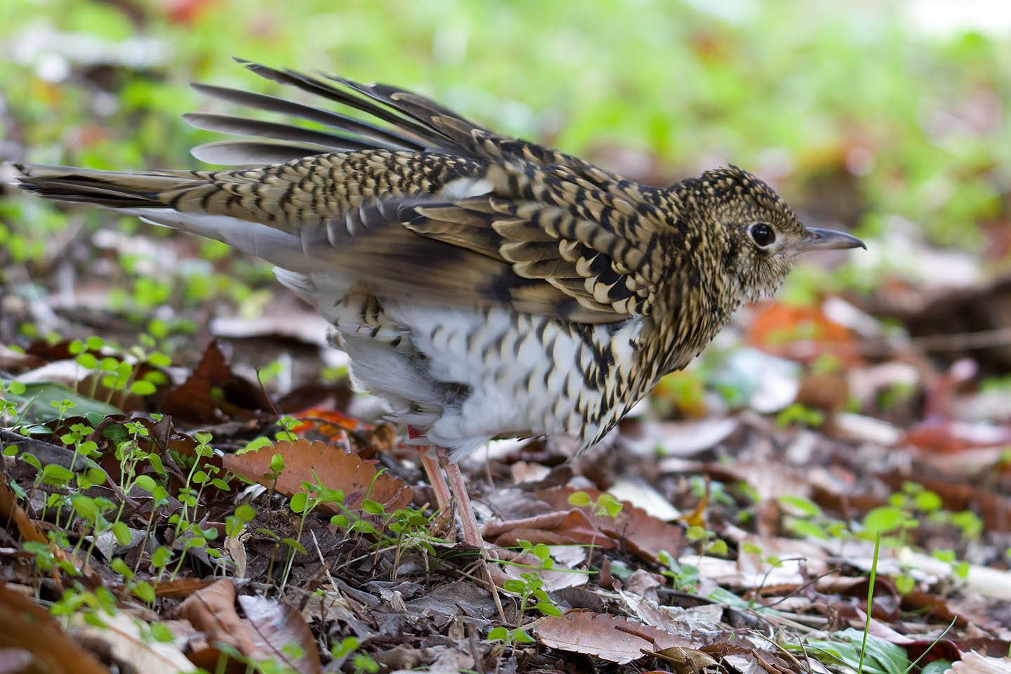 Canon EOS 60D + TAMRON SP 150-600mm F/5-6.3 Di VC USD (A011) and DxO PureRAW 3